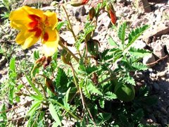 Cochlospermum wrightii
