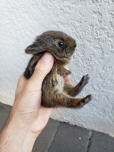 Marsh Rabbit, Oviedo, FL 32765, USA, photo 7 of 10