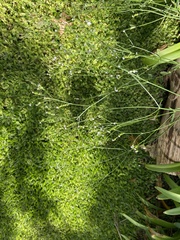 Verbena montevidensis