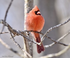 Cardinalis cardinalis