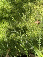 Verbena montevidensis