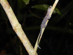 Cyrtodactylus majulah