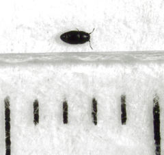 Acrotrichis sericans