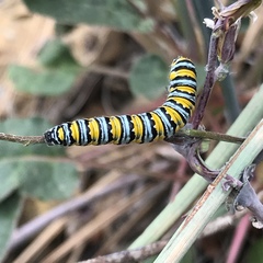 Pontia sisymbrii