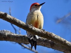 Melanerpes carolinus