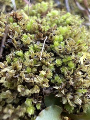 Mnium stellare