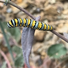Pontia sisymbrii