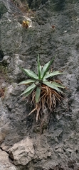 Agave garciamartinezii