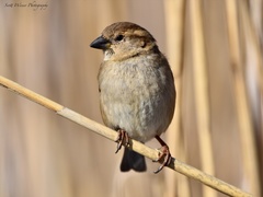 Passer domesticus