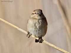 Passer domesticus