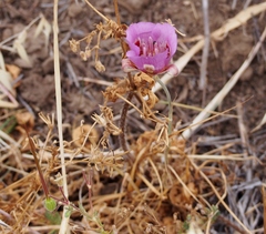 Calochortus splendens
