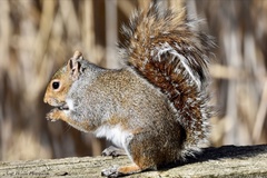 Sciurus carolinensis