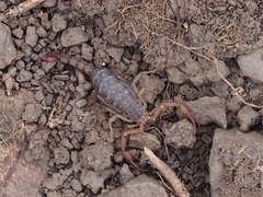 Serradigitus gertschi