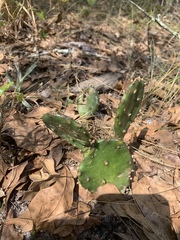 Opuntia
