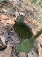Opuntia