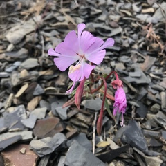 Clarkia breweri