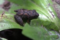 Pristimantis hectus