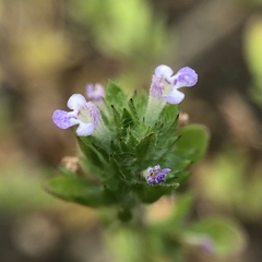 Pogogyne serpylloides