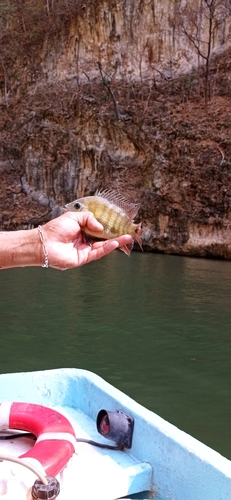 Pantano cichlid (Cincelichthys pearsei) — Cichlidae — 4