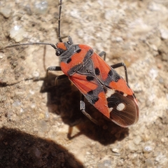 Lygaeus equestris equestris
