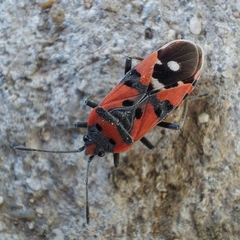 Lygaeus equestris equestris