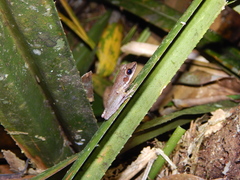 Chalcorana parvaccola