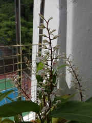 Alpinia oblongifolia
