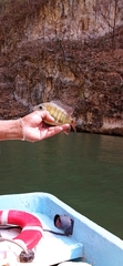 Cincelichthys pearsei