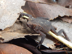 Ingerophrynus quadriporcatus