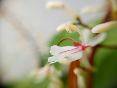 Alpinia oblongifolia