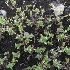 Pogogyne serpylloides