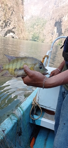 Pantano cichlid (Cincelichthys pearsei) — Cichlidae — 5