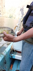 Cincelichthys pearsei