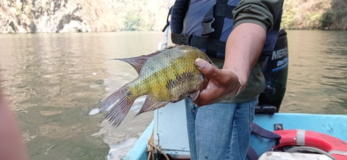 Pantano cichlid (Cincelichthys pearsei) — Cichlidae — 2