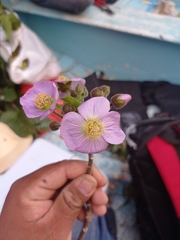 Robinsonella cordata