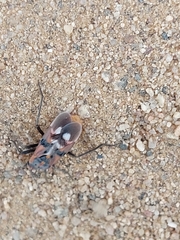 Spilostethus longulus