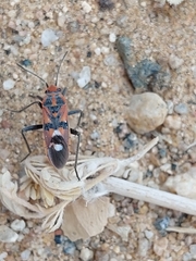 Spilostethus longulus