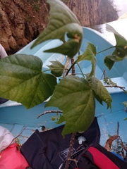 Robinsonella cordata