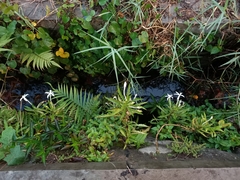 Hippobroma longiflora