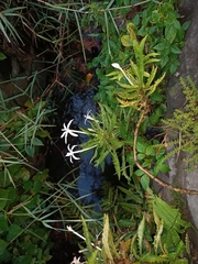 Hippobroma longiflora