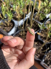 Danaus plexippus