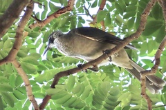 Philemon buceroides yorki