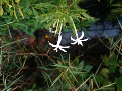 Hippobroma longiflora