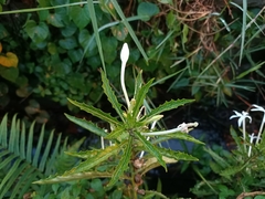 Hippobroma longiflora