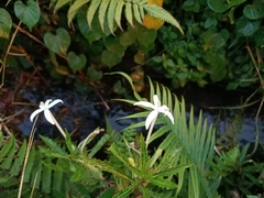 Hippobroma longiflora