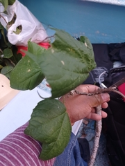 Robinsonella cordata