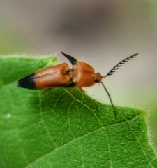 Pachyderes apicalis