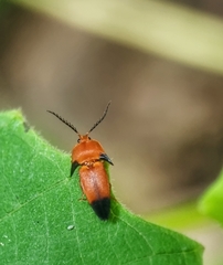 Pachyderes apicalis