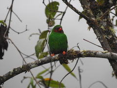 Chlorornis riefferii
