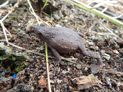 Pseudobufo subasper